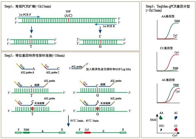 638645997837526935919.jpg 禽腺病毒E型(FADV-E)荧光PCR试剂盒