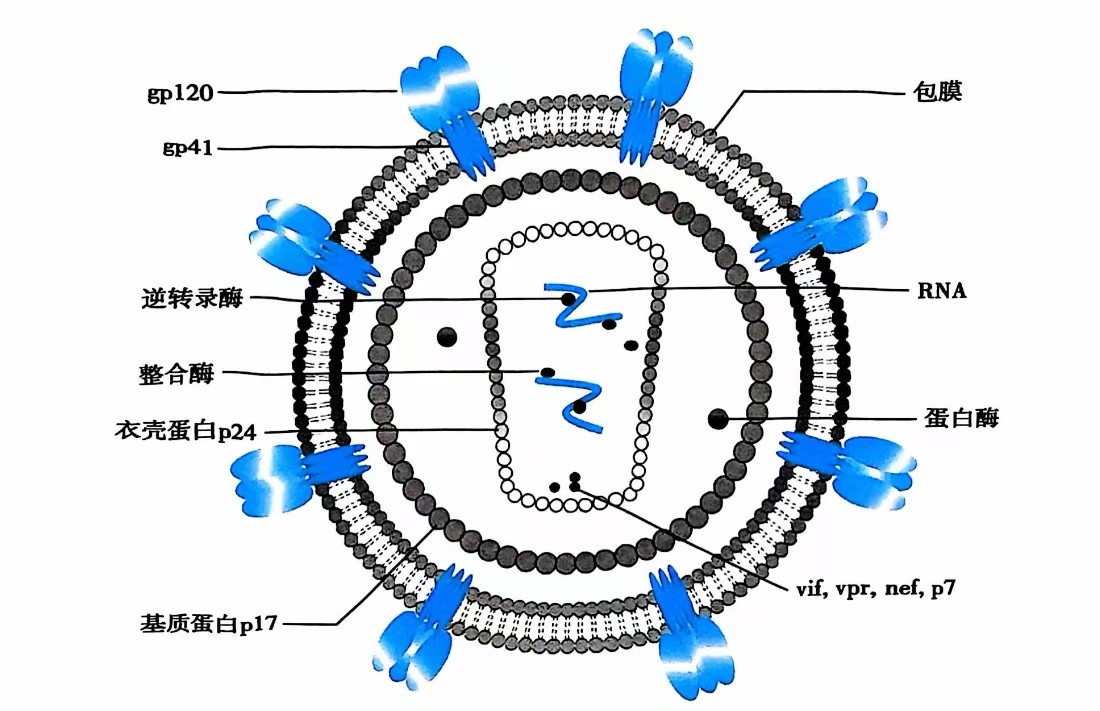 HIV-1病毒颗粒结构示意图.jpg
